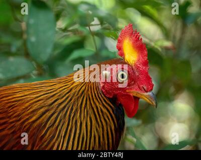 Ein erwachsener Sri Lanka Junglefowl (Gallus lafayettii), Wilpattu Nationalpark, Sri Lanka, Asien Stockfoto