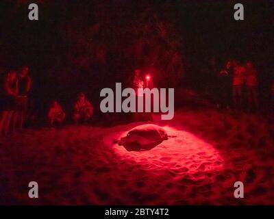 Erwachsene weibliche grüne Meeresschildkröte (Chelonia mydas), kommen an Land in der Nacht zum Nest, Rekawa Beach, Sri Lanka, Asien Stockfoto