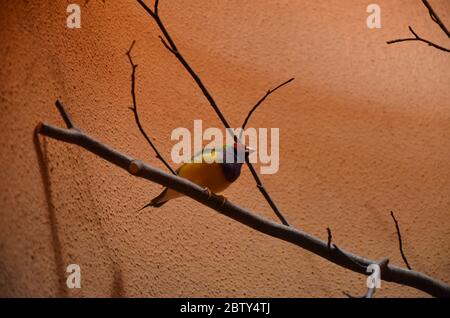 Der Gouldian-Finch (Erythrura gouldiae), auch als "Lady Gouldian Finch" bekannt Stockfoto