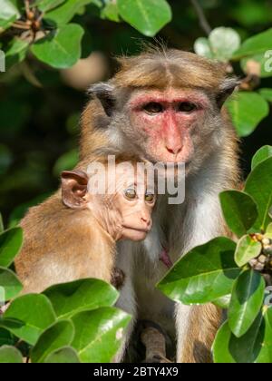 Eine Mutter und ein Kind Toque Macaque (Macaca sinica), Wilpattu Nationalpark, Sri Lanka, Asien Stockfoto
