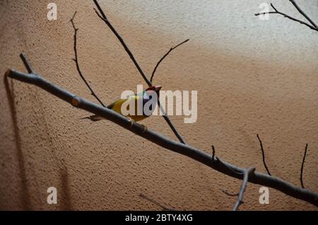 Der Gouldian-Finch (Erythrura gouldiae), auch als "Lady Gouldian Finch" bekannt Stockfoto