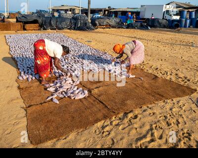 Arbeiter legen die Tage Fang in der Sonne auf dem Negombo Fischmarkt, Negombo, Sri Lanka, Asien trocknen Stockfoto