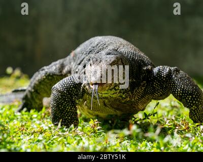 Ein adulter asiatischer Wasserwächter (Varanus salvator) in der Nähe von Polonnaruwa, Sri Lanka, Asien Stockfoto