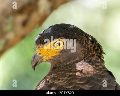 Erwachsener Schlangenadler (Spilornis cheela), auf einem Baum thront, Wilpattu Nationalpark, Sri Lanka, Asien Stockfoto