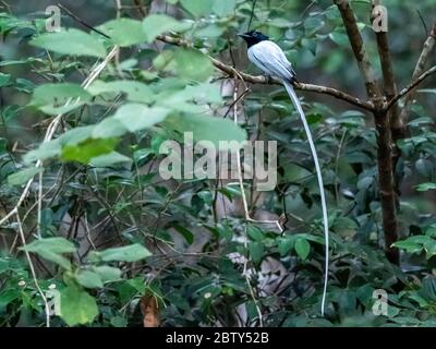 Erwachsene Indian Paradies Fliegenfänger (Terpsiphone paradisi) auf einem Baum in Wilpattu Nationalpark, Sri Lanka, Asien thront Stockfoto