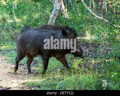 Ein Wildschwein (Sus scrofa), das im Gras im Wilpattu Nationalpark, Sri Lanka, Asien, auf Nahrungssuche geht Stockfoto