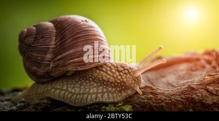Große Gartenschnecke auf einem Baum. Nahaufnahme. Stockfoto