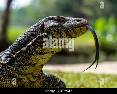 Ein adulter asiatischer Wasserwächter (Varanus salvator), nahe Polonnaruwa, Sri Lanka, Asien Stockfoto