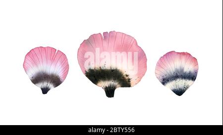 Aquarell rosa Blütenblätter. Set von Baumblättern aus Mohn Blume. Handgezeichnete Illustration isoliert auf weiß für Hochzeit Schreibwaren Design, Karte drucken Stockfoto