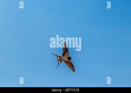 Stallschwalbe fliegt durch die Luft, Nahaufnahme Stockfoto