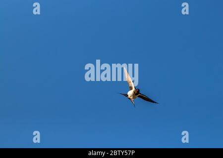 Stallschwalbe fliegt durch die Luft Stockfoto