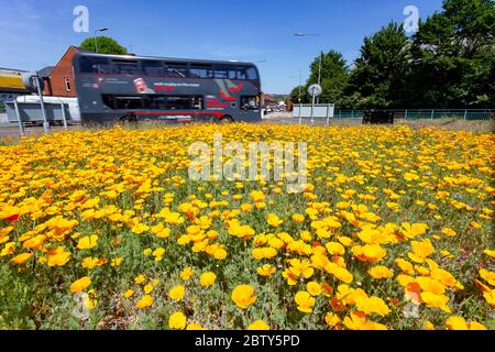 Old Hill, West Midlands, Großbritannien. Mai 2020. Eine geschäftige Verkehrsinsel in Old Hill, Teil des Ballungsraums West Midlands mit Birmingham, ist überflutet mit einem gelben Pool aus kalifornischem Mohn. Ländliche Gebiete, die normalerweise Hektar roten Mohns zeigen, sind in der Minderheit im Vergleich zu einigen lokalen Autoritäten "Mini Mohnfelder. Quelle: Peter Lopeman/Alamy Live News Stockfoto