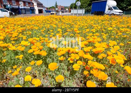 Old Hill, West Midlands, Großbritannien. Mai 2020. Eine geschäftige Verkehrsinsel in Old Hill, Teil des Ballungsraums West Midlands mit Birmingham, ist überflutet mit einem gelben Pool aus kalifornischem Mohn. Ländliche Gebiete, die normalerweise Hektar roten Mohns zeigen, sind in der Minderheit im Vergleich zu einigen lokalen Autoritäten "Mini Mohnfelder. Quelle: Peter Lopeman/Alamy Live News Stockfoto