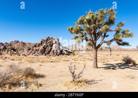 Joshua Tree im Joshua Tree National Park, Kalifornien, USA, Nordamerika Stockfoto
