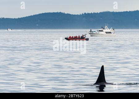 Killerwale (Orca) (Orcinus Orca), San Juan Inseln, Washington State, Vereinigte Staaten von Amerika, Nordamerika Stockfoto