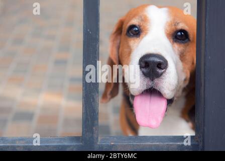 Beagle Hunde schauen durch Bars. Mit einem angenehmen Anblick Stockfoto