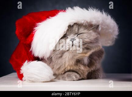 Niedliche britische Langhaar-Katze, weihnachtsmütze, Christamskonzept Stockfoto