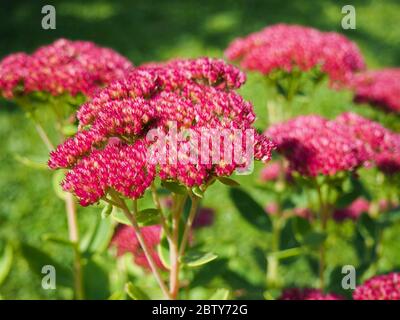 Nahaufnahme von Steinkropf, rote Blume im Garten Stockfoto