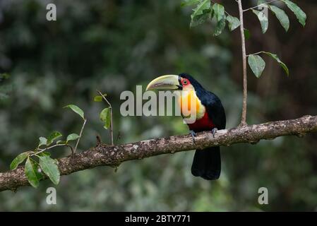 Ein Rotreiher Toucan (Ramphastos dicolorus) aus dem Atlantischen Regenwald von SE Brasilien Stockfoto