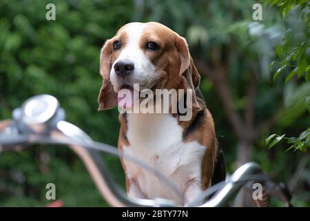 Beagle Hund steht auf einem Fahrradsitz Look mit niedlichen Augen Stockfoto