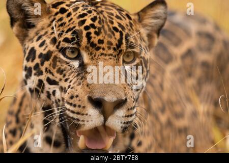 Ein Jaguar (Panthera onca) aus Zentralbrasilien Stockfoto