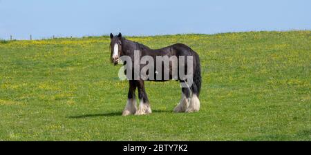 Shire Pferd im Feld, Hampshire, England, Großbritannien Stockfoto