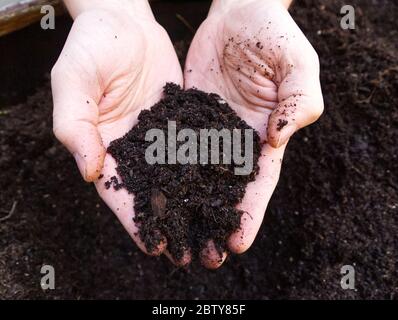 Erde in männlichen Händen. Fruchtbarkeitskonzept. Stockfoto