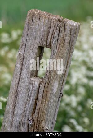 Ein alter Holzzaunpfosten mit Loch in und lehnt sich über mit Feld und Wiese im Hintergrund. Stockfoto