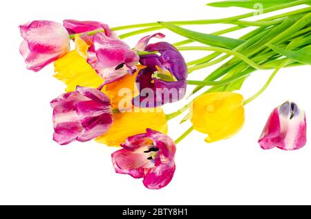 Verwelkten Bouquet von farbigen Tulpen auf weißem Hintergrund. Studio-Foto Stockfoto