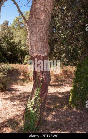 Korkeichen-Stamm (Quercus suber) mit etwas Korkrinde geerntet, Frankreich Stockfoto