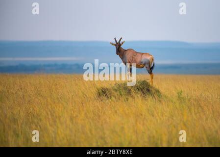 Topi auf Termite Mound, Mara National Reserve, Kenia. Stockfoto