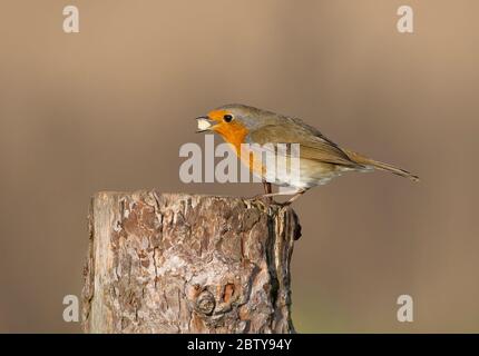 Seitenansicht Nahaufnahme des wilden UK Rotkehlvogels (Erithacus rubecula) im Freien isoliert im Winter Sonnenschein essen eine Mutter. Britische Vögel im Detail, Schnabel offen. Stockfoto