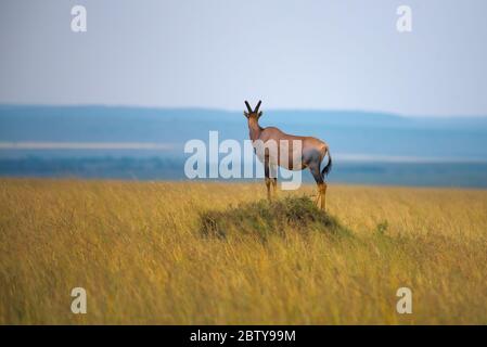 Topi auf Termite Mound, Mara National Reserve, Kenia. Stockfoto