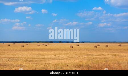 Landwirtschaftliches Feld mit Heuballen im Sommer Stockfoto