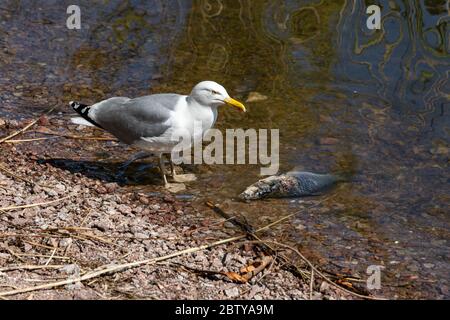 Europäische Heringsmöwe (Larus argentatus) neben Brammbrassen (Abramis brama) am Ufer der Töölönlahti-Bucht in Helsinki, Finnland Stockfoto