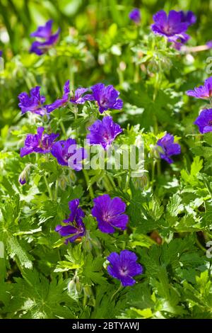 Lila Geranienblume in einem schottischen Garten Mai 2020 Stockfoto