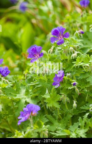 Lila Geranienblume in einem schottischen Garten Mai 2020 Stockfoto