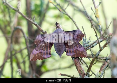 Laothoe populi, Pappelfalke-Motte -weiblich- zeigt Hinterflügel vor Vorwärts des Vorderweges gehalten, auf einem Zweig auf Gartenstrauch ruhend, Pembrokeshire, Wales UK Stockfoto