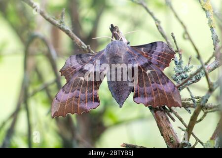 Laothoe populi, Pappelfalke-Motte -weiblich- zeigt Hinterflügel vor Vorwärts des Vorderweges gehalten, auf einem Zweig auf Gartenstrauch ruhend, Pembrokeshire, Wales UK Stockfoto