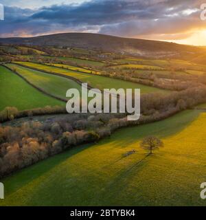 luftaufnahme durch Drohne der rollenden Landschaft in Abendsonne, Devon, England, Vereinigtes Königreich, Europa Stockfoto