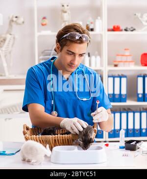 Der Tierarzt Arzt Kätzchen Prüfung in Animal Hospital Stockfoto