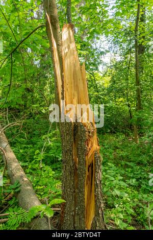 Zerstörter Baum im Wald nach einem harten Sturm.Konzeptansicht eines gebrochenen Baumes Symbol der Zerstörung. Stockfoto