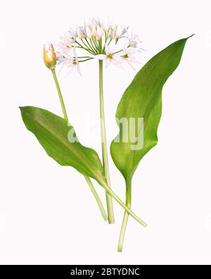 Wildkrautpflanze, isoliert Stockfoto