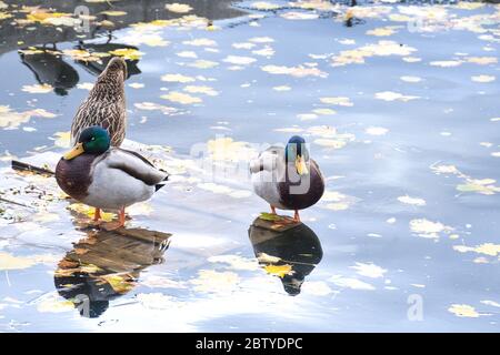 Gruppe von Wildenten, die auf dem See schlafen. Spätherbst oder Winterzeit Stockfoto