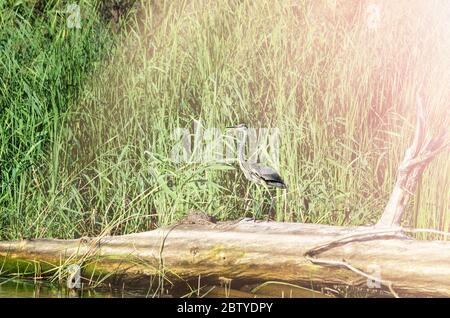 Ein großer grauer Reiher steht in der Ferne auf einem schwimmenden Holzstamm, nahe dem Schilf. Stockfoto