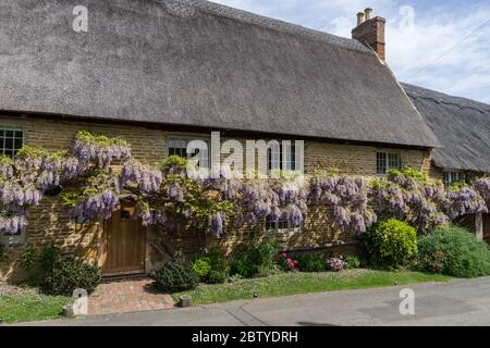 Lila blühende Wisteria kriechend über die Vorderseite eines strohgedeckten Häuschens, Boughton, Northamptonshire, Großbritannien Stockfoto