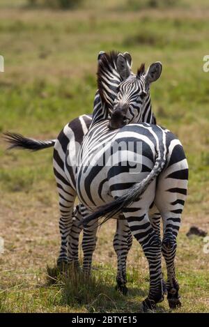 Zwei umarmende Zebras aus Masai Mara Stockfoto