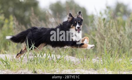 Almere, Niederlande. August 2017. ALMERE, 28-05-2020, Stock, Hund. Kredit: Pro Shots/Alamy Live News Stockfoto