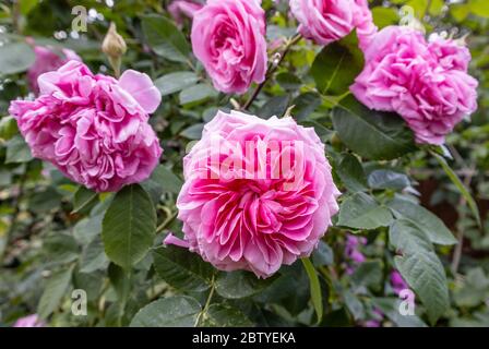 Rosen in Blüte: Beliebte rosa Frühling bis Sommer blühende David Austin Strauchrose, Gertrude Jekyll, blühend in einem Garten in Surrey, Südostengland Stockfoto