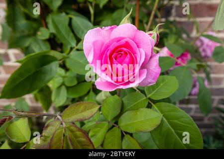 Rosen in Blüte: Beliebte rosa Frühling bis Sommer blühende David Austin Strauchrose, Gertrude Jekyll, blühend in einem Garten in Surrey, Südostengland Stockfoto